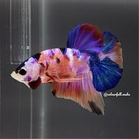 Gambar ikan cupang rainbow multicolour dari Colourfull_maha undefined 3 Tokopedia