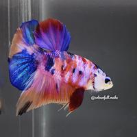 Gambar ikan cupang rainbow multicolour dari Colourfull_maha undefined 2 Tokopedia
