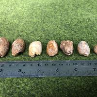 Gambar Fosil Keong Kuwuk C1 atau Fosil Kerang atau Fossil atau Fosil Kijing dari Kebun Fosil undefined 2 Tokopedia