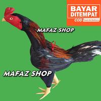 Gambar BONEKA AYAM JAGO BULU ASLI - BONEKA AYAM JAGO ADUAN - Klawu dari MAFAZ_SHOP undefined 3 Tokopedia
