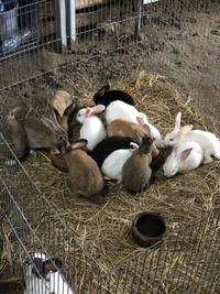Gambar Kelinci lokal umur 2 bulan dari Rimboel Rabbits Shop undefined 3 Tokopedia