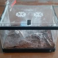 Gambar Chromatopelma Cyaneopubescens / GBB Juve (Magic Card) dari Baron Reptiles undefined 4 Tokopedia