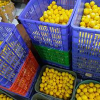 Gambar LEMON CALIFORNIA 1 KG JAKARTA BARAT + FRESH + FREE PACKING dari toko vibes 888 undefined 3 Tokopedia