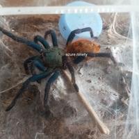 Gambar Chromatopelma Cyaneopubescens / GBB Juve (Magic Card) dari Baron Reptiles undefined 3 Tokopedia