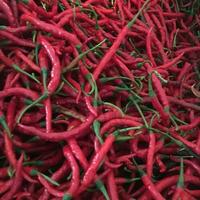 Gambar Cabe Kriting Merah Segar 250gram dari Aneka Sayuran Segar undefined 4 Tokopedia
