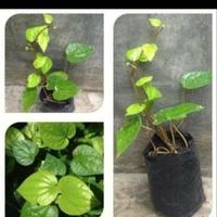 Gambar tanaman herbal asli.daun sirih Kuning dari daffa Taman undefined 1 Tokopedia