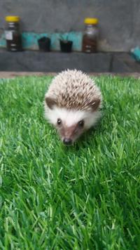 Gambar Landak mini Hedgehog dari Kaliandra pets undefined 1 Tokopedia