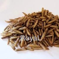 Gambar Maggot bsf kering oven 250 gr pakan koi burung reptile dari Royal1899 undefined 5 Tokopedia