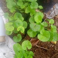 Gambar pohon herbal pegagan dari GITA RHASYA undefined 1 Tokopedia