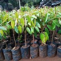 Gambar bibit durian musangking unggul dan murah dari pusatgrosirbibitt undefined 5 Tokopedia