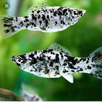 Gambar ikan marble molly dari Ary&amp;Gael undefined 1 Tokopedia