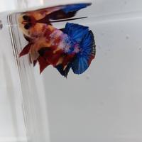 Gambar cupang yellow base multicolor ori thailand/betta yellowbase dari calon betta fish undefined 1 Tokopedia