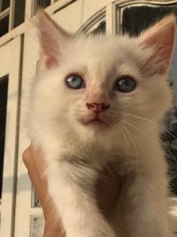 Gambar Himalaya red point kitten mata biru dari Tria Honda undefined 2 Tokopedia