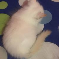 Gambar Himalaya red point kitten mata biru dari Tria Honda undefined 3 Tokopedia