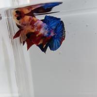 Gambar cupang yellow base multicolor ori thailand/betta yellowbase dari calon betta fish undefined 2 Tokopedia