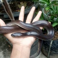 Gambar ular pelangi jinak dari reptil Lokal undefined 1 Tokopedia