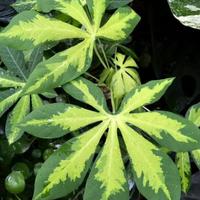 Gambar tanaman hias singkong variegata/bibit singkong dari Zena Plant Shop undefined 1 Tokopedia