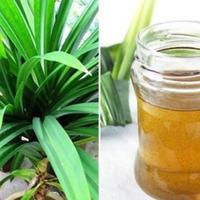 Gambar bibit pandan wangi - tanaman pandan wangi dari Nizam store 24 undefined 2 Tokopedia