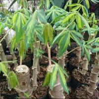 Gambar tanaman hias singkong variegata/bibit singkong dari Zena Plant Shop undefined 2 Tokopedia
