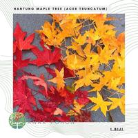Gambar Benih / Bibit - Shantung Maple Tree (Acer truncatum) Seeds - IMPORT dari Anak Pohon undefined 1 Tokopedia