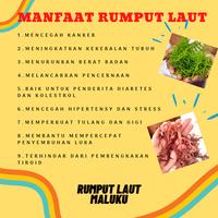 Gambar 500 gr RUMPUT LAUT KERING MERAH (Eucheuma cottonii) dari Rumputlautmaluku undefined 2 Tokopedia