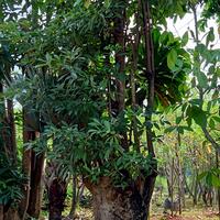 Gambar bonsai pule pohon dari Tunas Wangi undefined 1 Tokopedia
