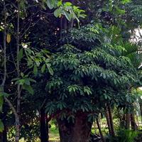 Gambar bonsai pule pohon dari Tunas Wangi undefined 3 Tokopedia