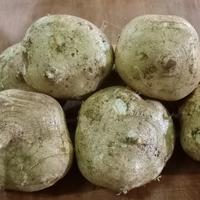 Gambar Buah Bengkoang Bengkuang Segar Fresh 1 kg - Grosir - 1kg dari STP BUMBU FreshMart Store undefined 1 Tokopedia