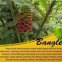 Gambar Pohon Bangle / Tanaman Obat Bangle dari Bunga Kecil undefined 2 Tokopedia