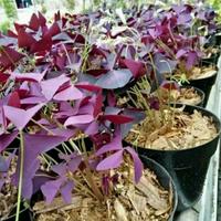 Gambar tanaman hias oxalis trianguralis / tanaman hias kupu-kupu / butterfly dari pusat tanaman murah jakarta undefined 2 Tokopedia
