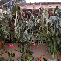 Gambar Tanaman Gantung Tanduk Rusa / Simbar Menjangan/ Platycerium willinckii dari Rocketfield Plantary undefined 3 Tokopedia