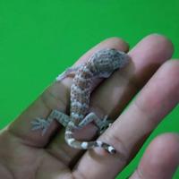 Gambar Baby tokek ( anak.an tokek hidup) dari Bayu Reptil undefined 2 Tokopedia