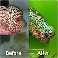 Gambar Pelet Mastaka - Merah, S dari Saf Louhan dan Aksesoris Aquarium undefined 4 Tokopedia