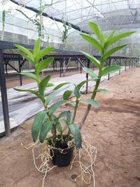 Gambar Anggrek Dendrobium Paras Ayu Jumbo Dewasa Siap Bunga dari Venus Orchid undefined 2 Tokopedia