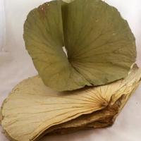 Gambar Daun Teratai kering / daun lotus Bungkus Dimsum Lomaikai dari Toko Asia Baru 55 undefined 2 Tokopedia