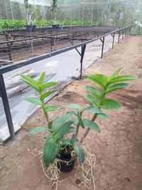 Gambar Anggrek Dendrobium Paras Ayu Jumbo Dewasa Siap Bunga dari Venus Orchid undefined 4 Tokopedia
