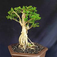 Gambar Bonsai Tanaman Kerdil KITB1140 Pohon Sancang Unik Natural dari DJATI_KARYA undefined 4 Tokopedia