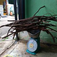 Gambar Rootstock Anggur Isabella dari Forsythia Farm undefined 2 Tokopedia
