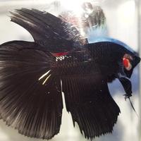 Gambar ikan cupang halfmoon super black dari Sultan Cyber undefined 3 Tokopedia