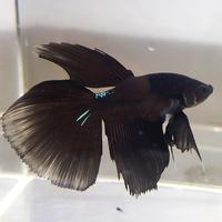 Gambar ikan cupang halfmoon super black dari Sultan Cyber undefined 2 Tokopedia