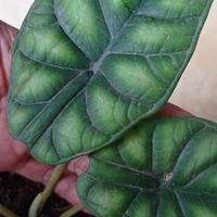 Gambar keladi tengkorak hijau dragon scale murah - bonggol dari Agung Widianto KURNIA WIDJAYA undefined 2 Tokopedia