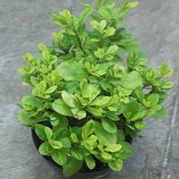 Gambar Tanaman Ginseng Jawa dari Nayara plants undefined 1 Tokopedia