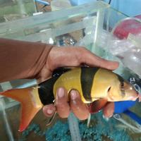 Gambar ikan botia dari Qyubin aquatic undefined 2 Tokopedia