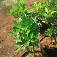 Gambar pohon jeruk limo/jeruk limau/ jeruk sambal dari AdawiyahFlora undefined 1 Tokopedia