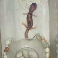 Gambar gecko leopard dari Lapak Pampers undefined 2 Tokopedia
