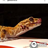 Gambar gecko leopard dari Lapak Pampers undefined 3 Tokopedia