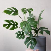 Gambar bonggol Monstera raphidopora / Monstera mini dari Yorss plants store undefined 1 Tokopedia