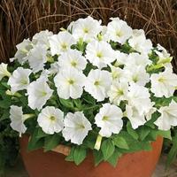 Gambar Bibit / Benih /Seed Moonflower Bunga Morning Glory White Cantik & Unik dari violet garden19 undefined 1 Tokopedia