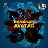 Gambar CUPANG HALFMOON AVATAR FISHKINIAN (BAHANAN) BERGARANSI dari FISHKINIANSTORE undefined 4 Tokopedia