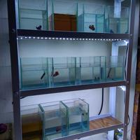 Gambar rak cupang set dengan lampu LED - Hitam, PLT =60x14x75cm dari ironmade undefined 3 Tokopedia
